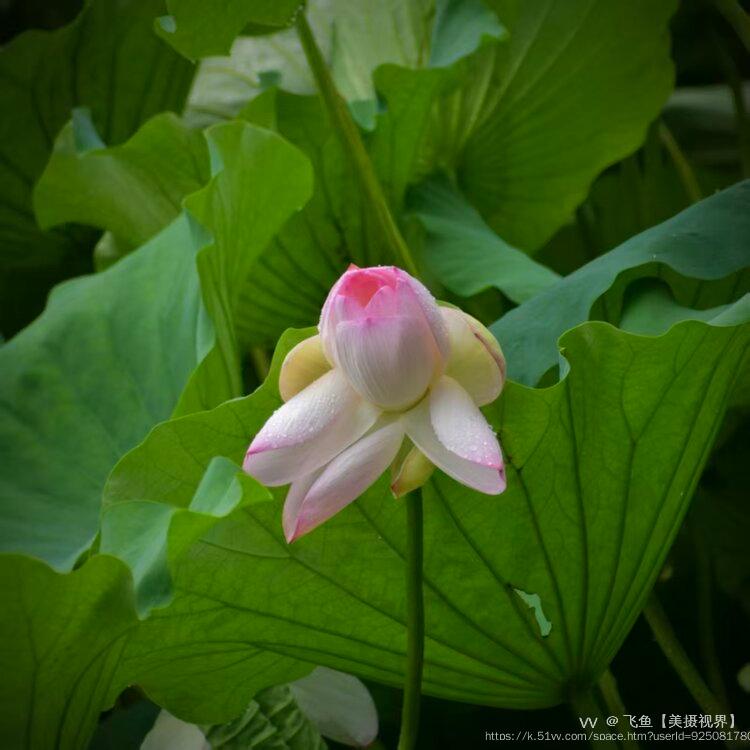 飞鱼【美摄视界】