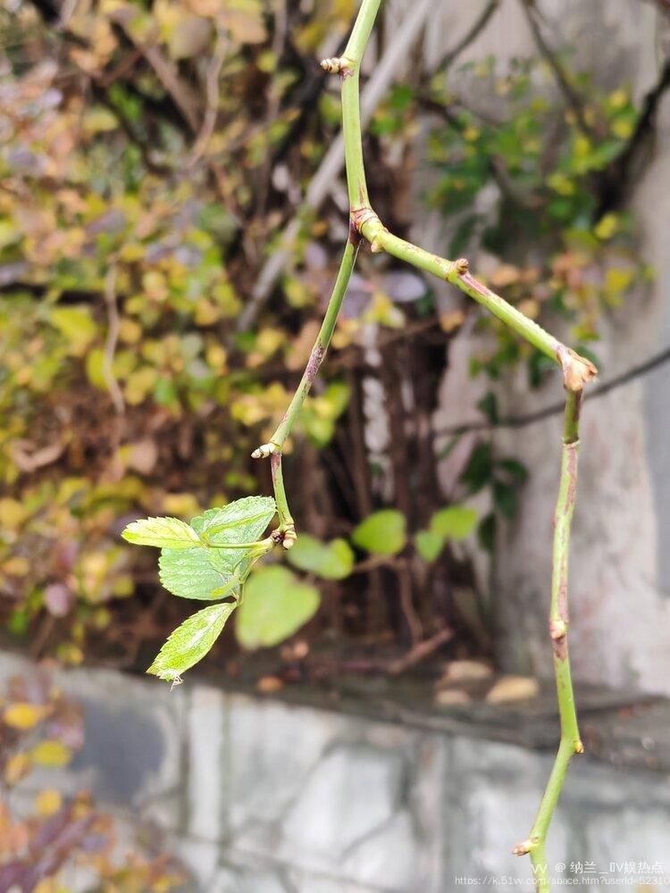 纳兰＿🎤V娱热点