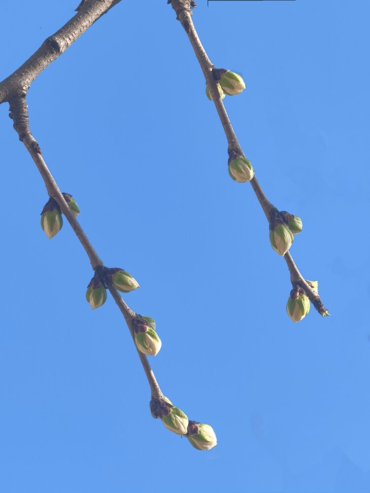 爱吾爱（雅韵文轩）