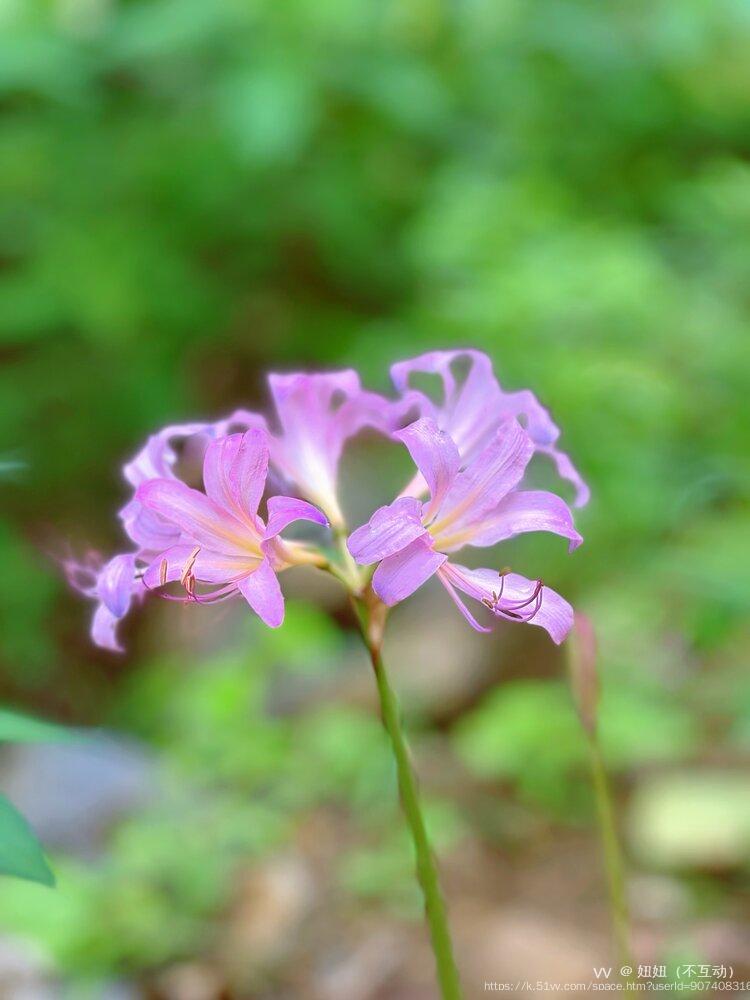 妞妞（不互动）