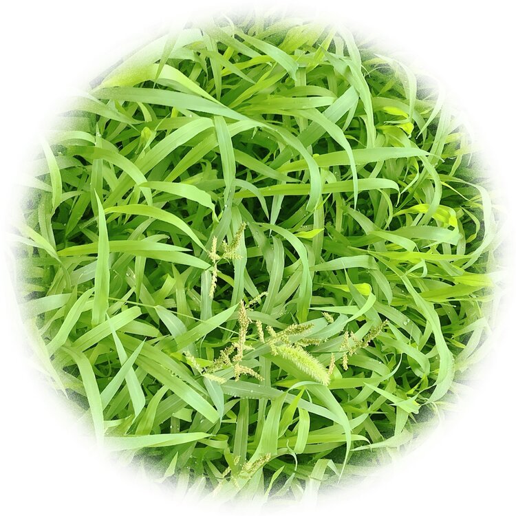 青士李振汉