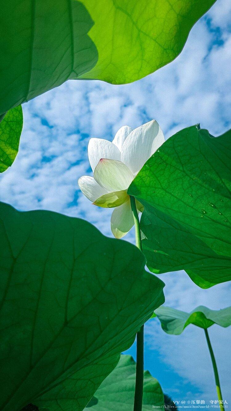 ♔压馨韵💫守护家人