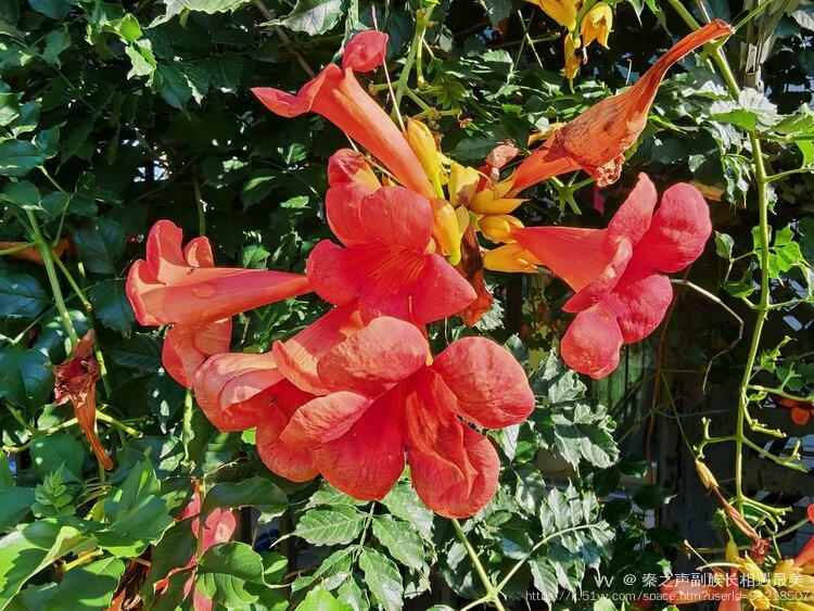 秦之声副族长相遇最美