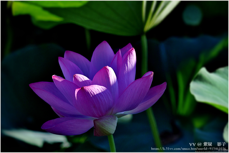 紫疑🎻影子