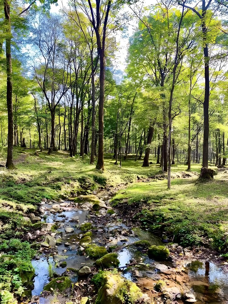 清溪（殷晶曦 ） 教师