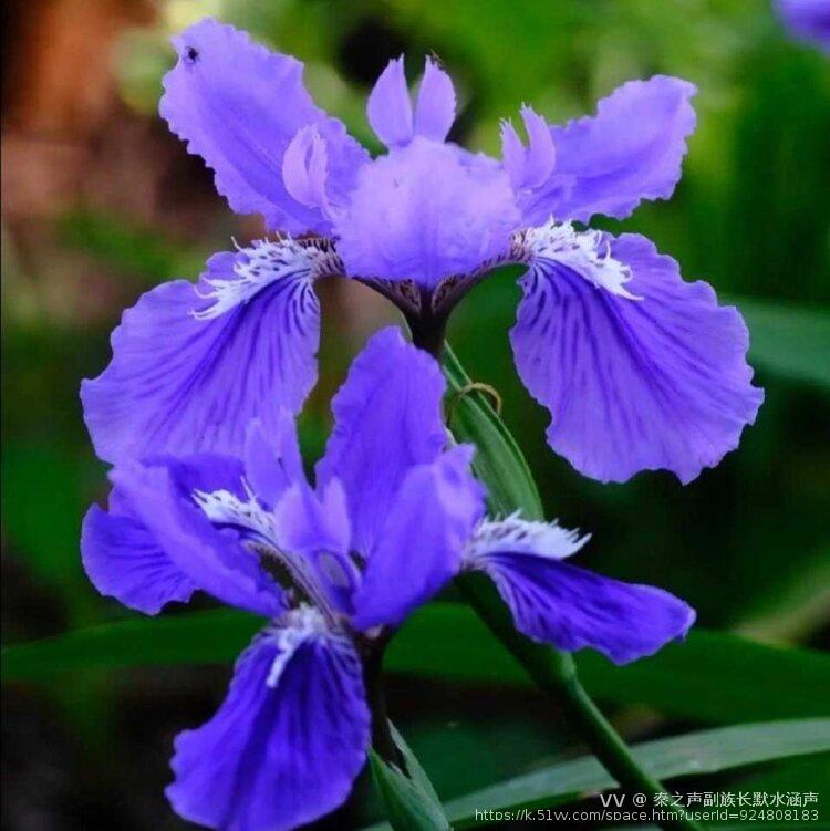 秦之声副族长默水涵声