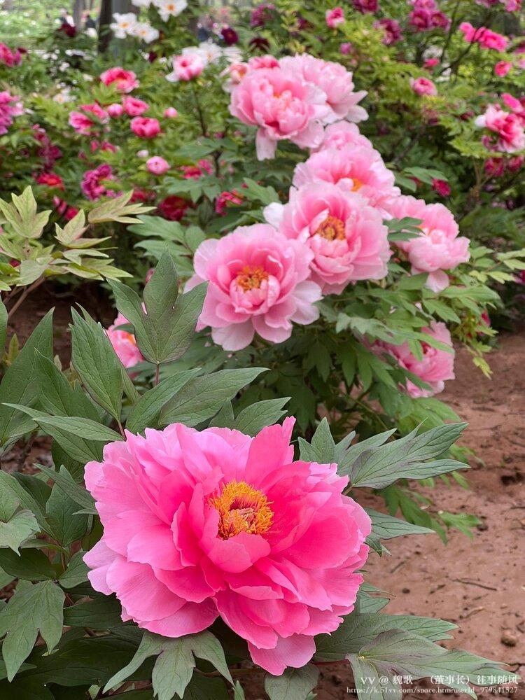 魏歌🌺（董事长）往事随风