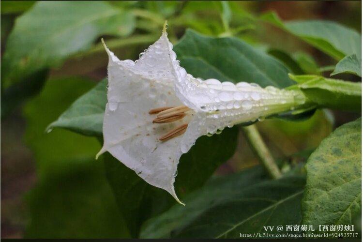 西窗菊儿【西窗剪烛】