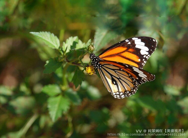 姹紫嫣红【美摄视界】