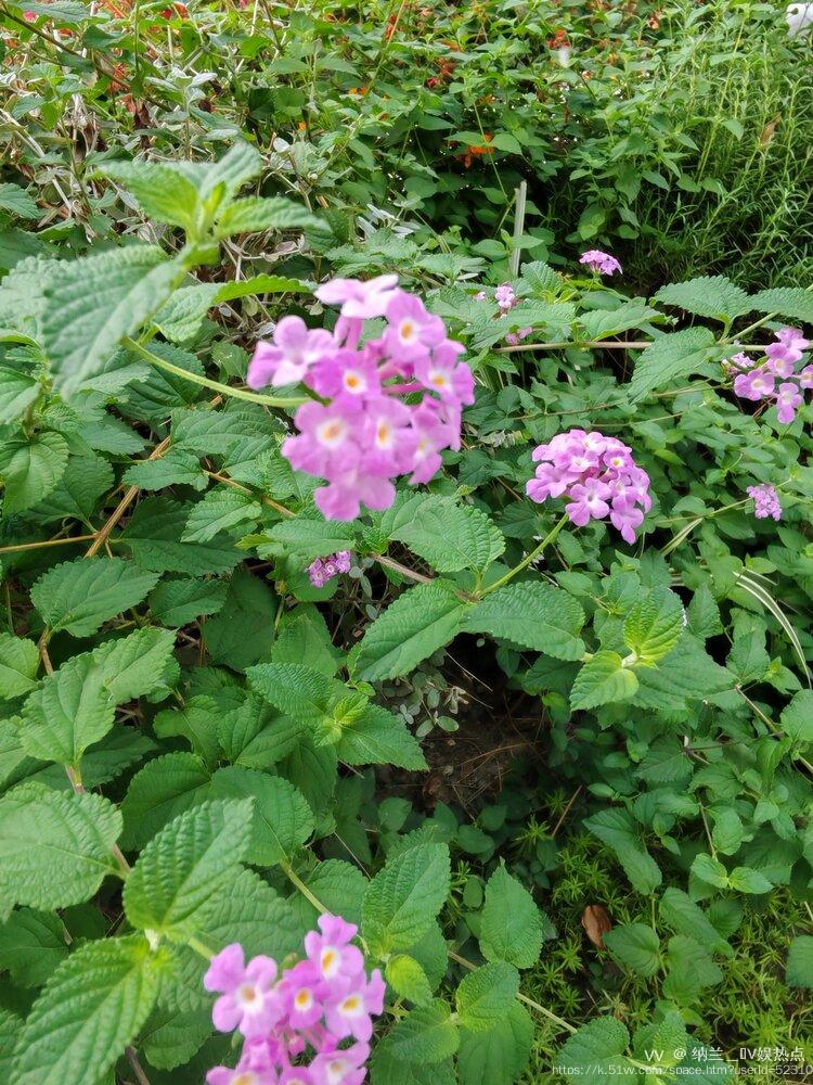 纳兰＿🎤V娱热点