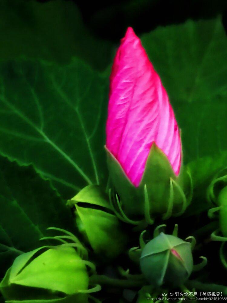 野火烧不尽【美摄视界】