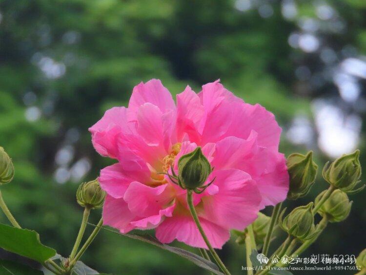 秦之声彩虹（舞师小号）