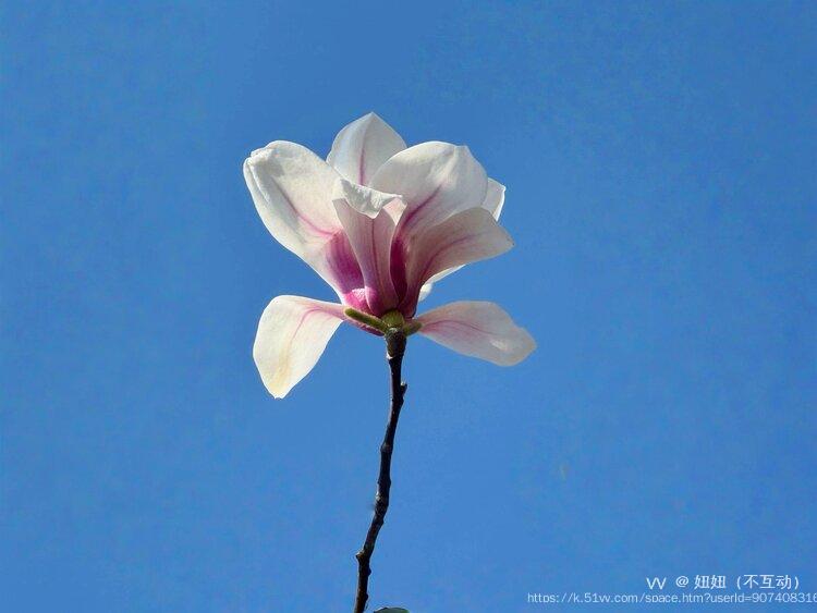 妞妞（不互动）