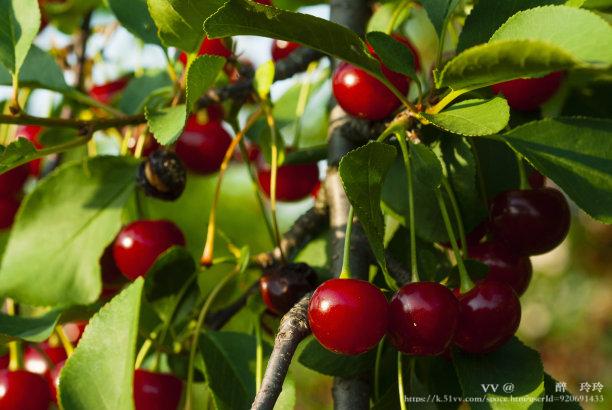🇨🇳🎖️醉🍒玲玲