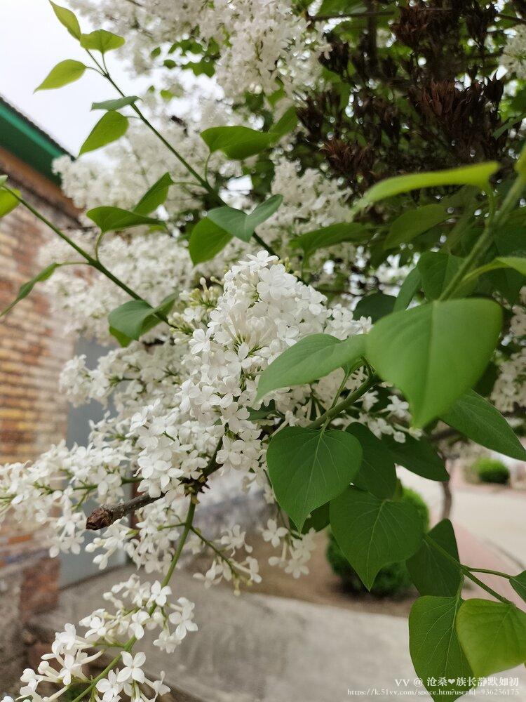 沧桑❤️族长静默如初