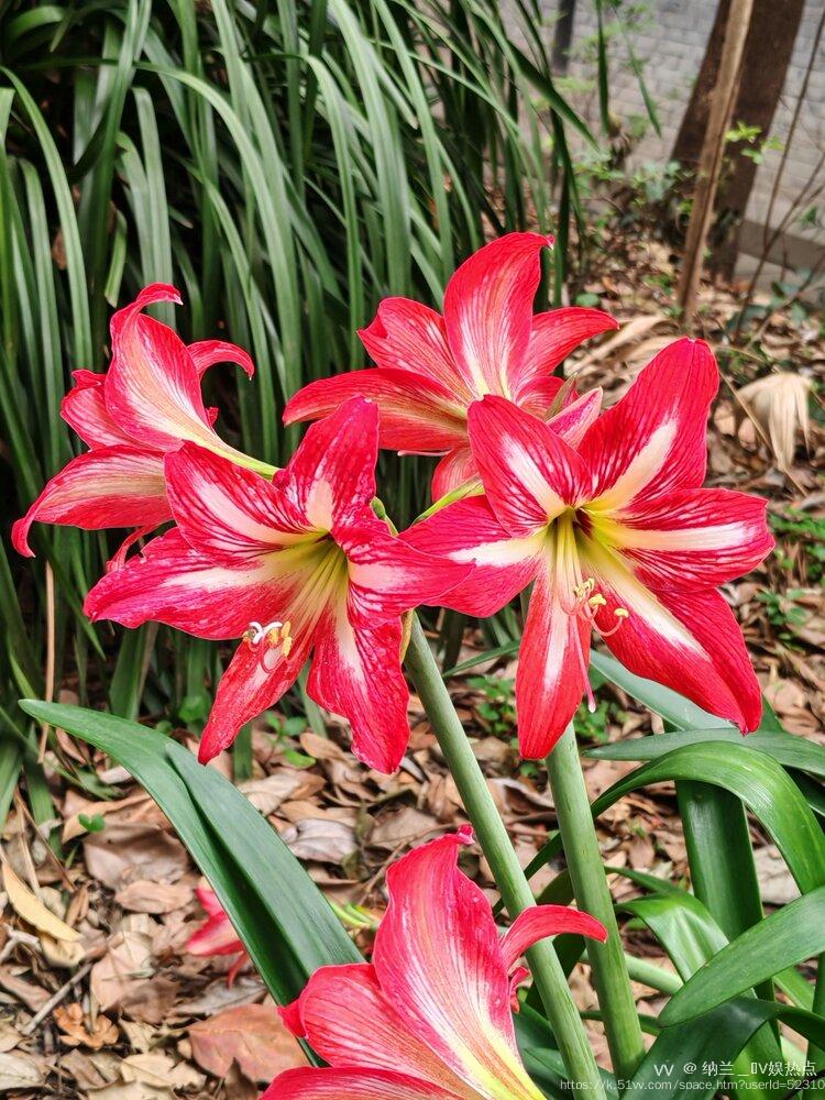 纳兰＿🎤V娱热点