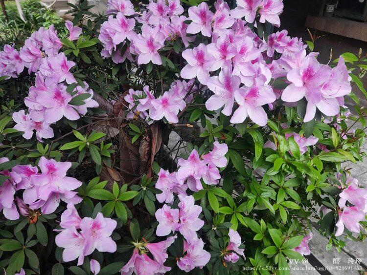 🇨🇳🎖️醉🍒玲玲