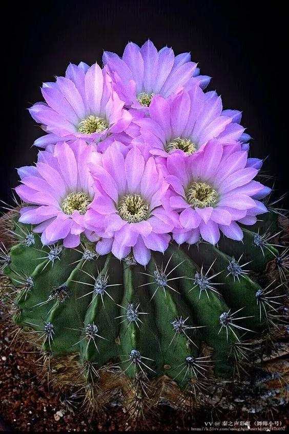 秦之声彩虹（舞师小号）