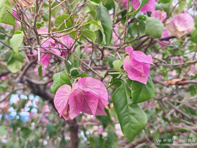 纳兰＿🎤V娱热点