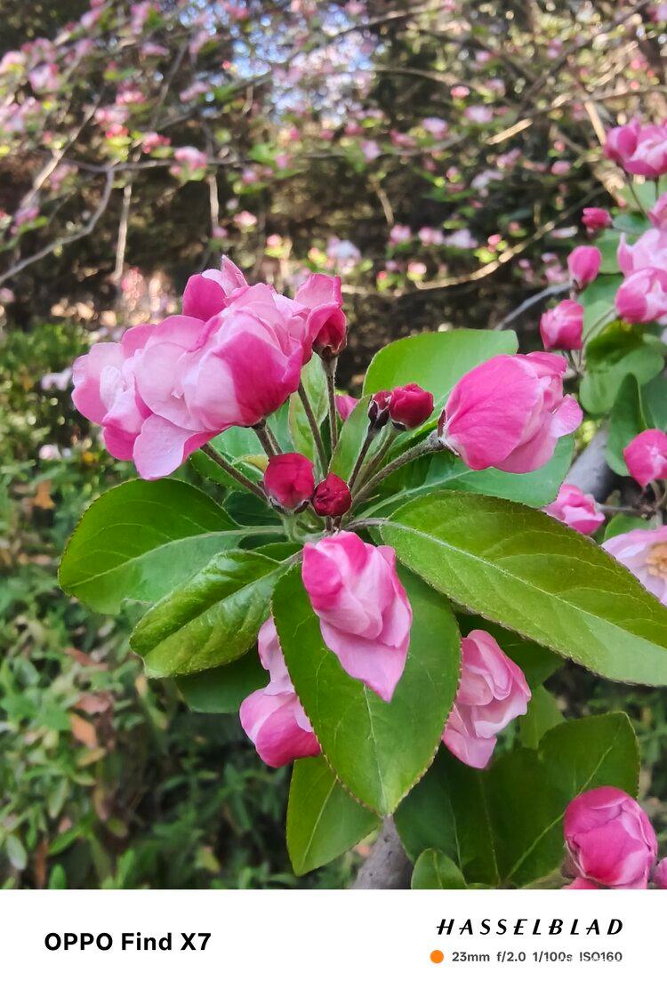 💞风雅颂🎋吉祥快乐