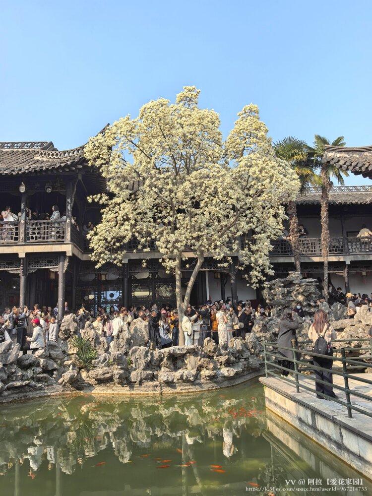 阿拉【爱花家园】