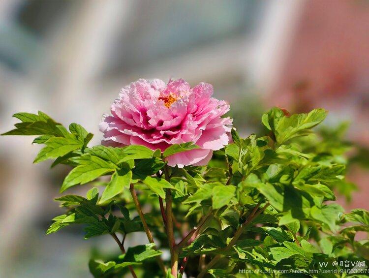 ︎🤟音V你︎🤟