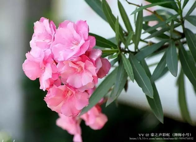 秦之声彩虹（舞师小号）