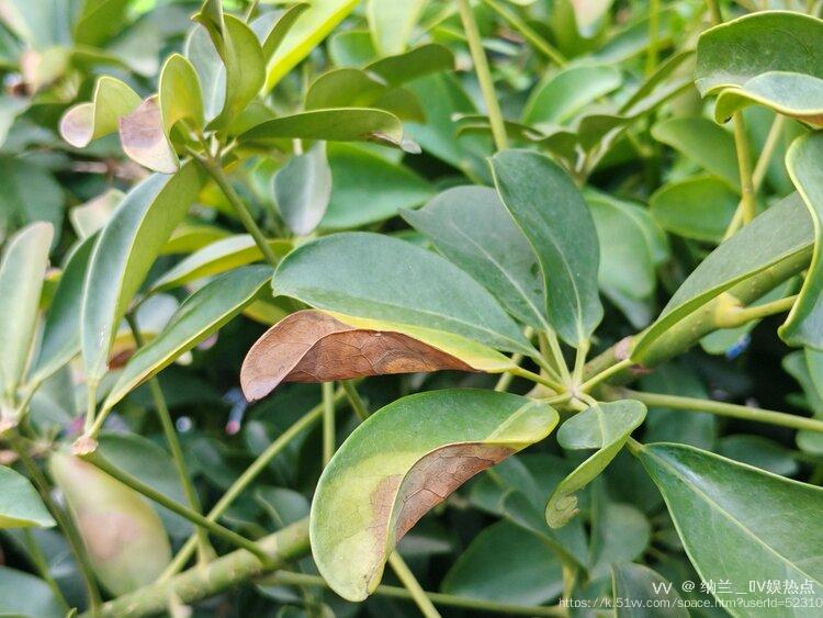 纳兰＿🎤V娱热点