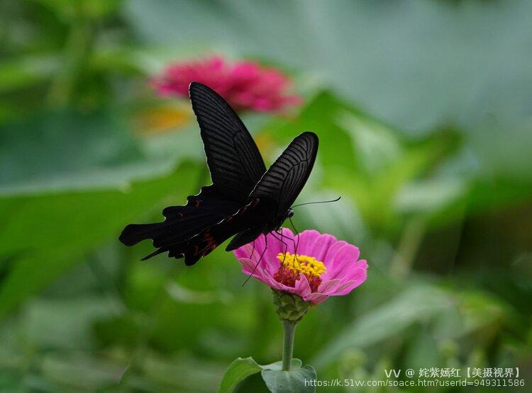 姹紫嫣红【美摄视界】