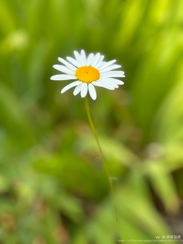 诗录花雨