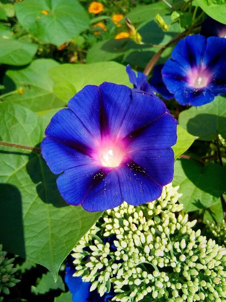 ✾͡别闹❦ཽ 冷淡࿐