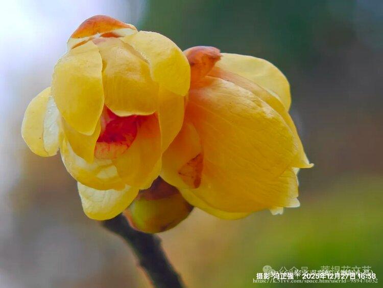 秦之声彩虹（舞师小号）