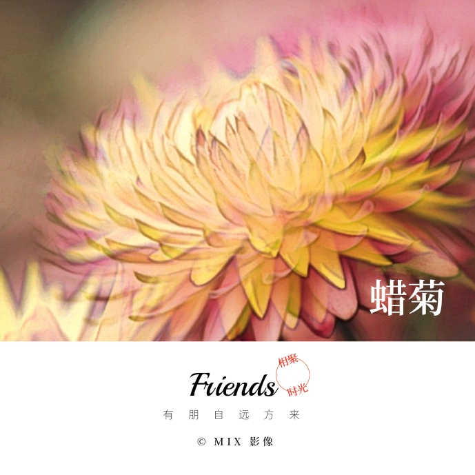 铭刻在心:蜡菊能保存很长的时间不变化,所以花语还有铭刻在心的含义