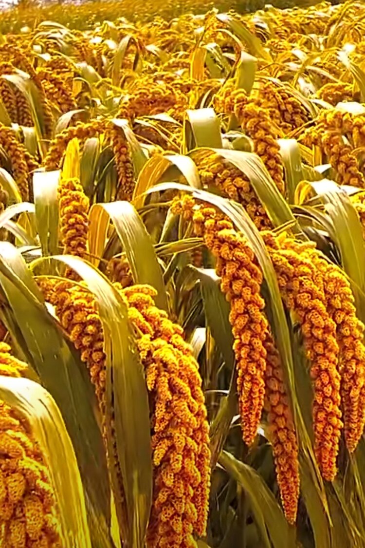 银川市诗词学会