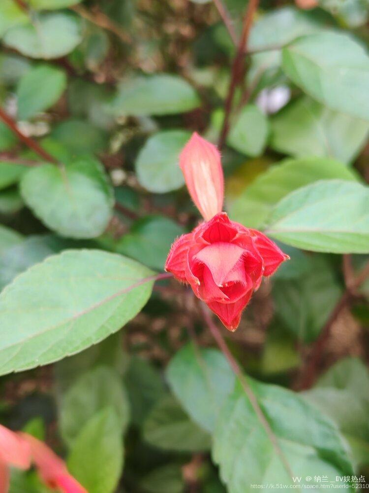 纳兰＿🎤V娱热点