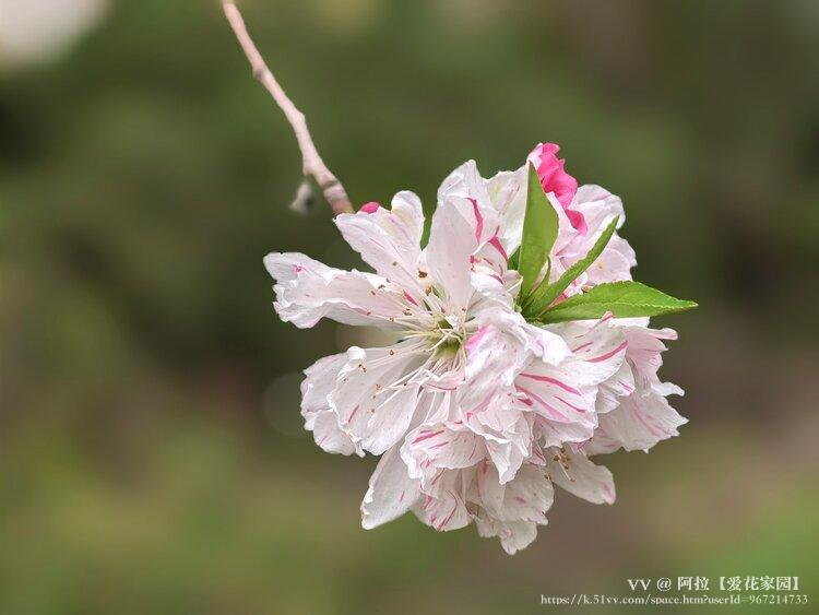 阿拉【爱花家园】