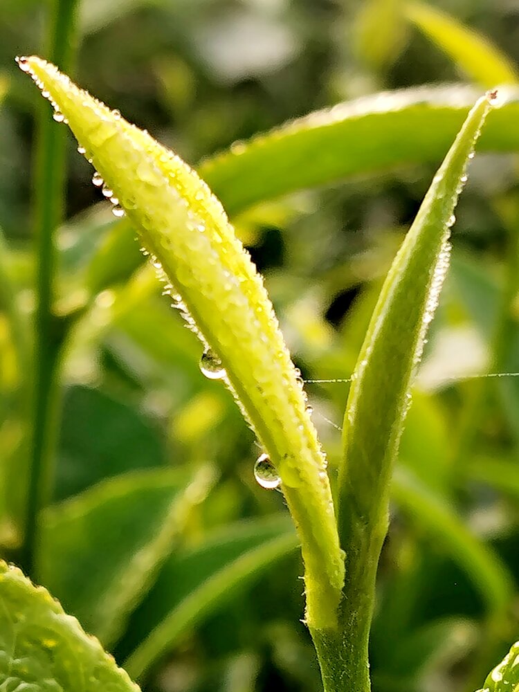 緑葉潇潇