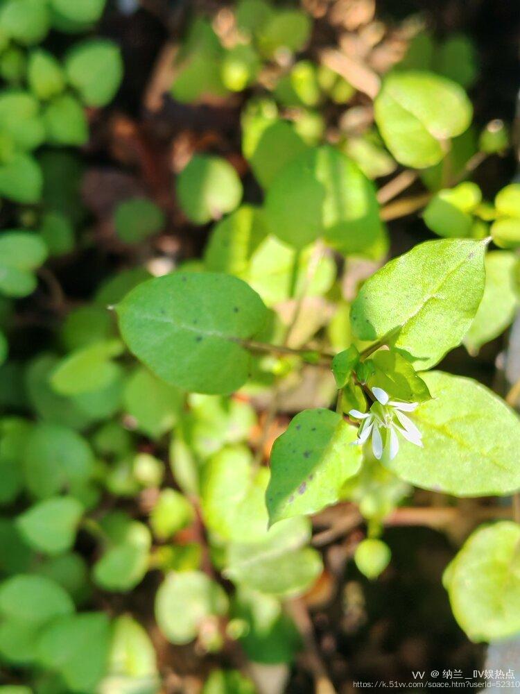 纳兰＿🎤V娱热点