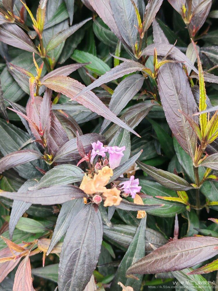 纳兰＿🎤V娱热点