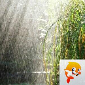 光子:夏天的雨 - VV