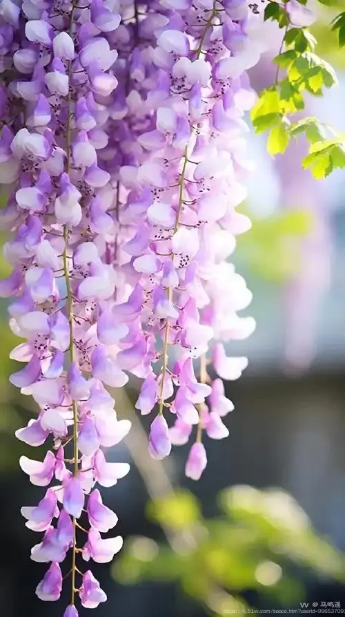 马鸣遥