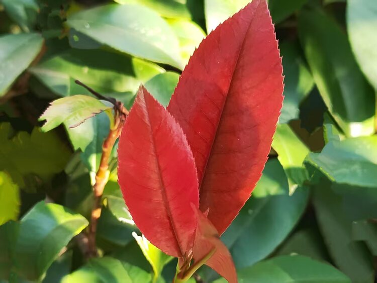牛牛