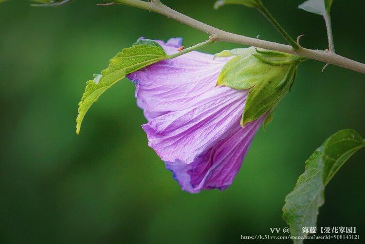 ᥬ 海蓝【爱花家园】