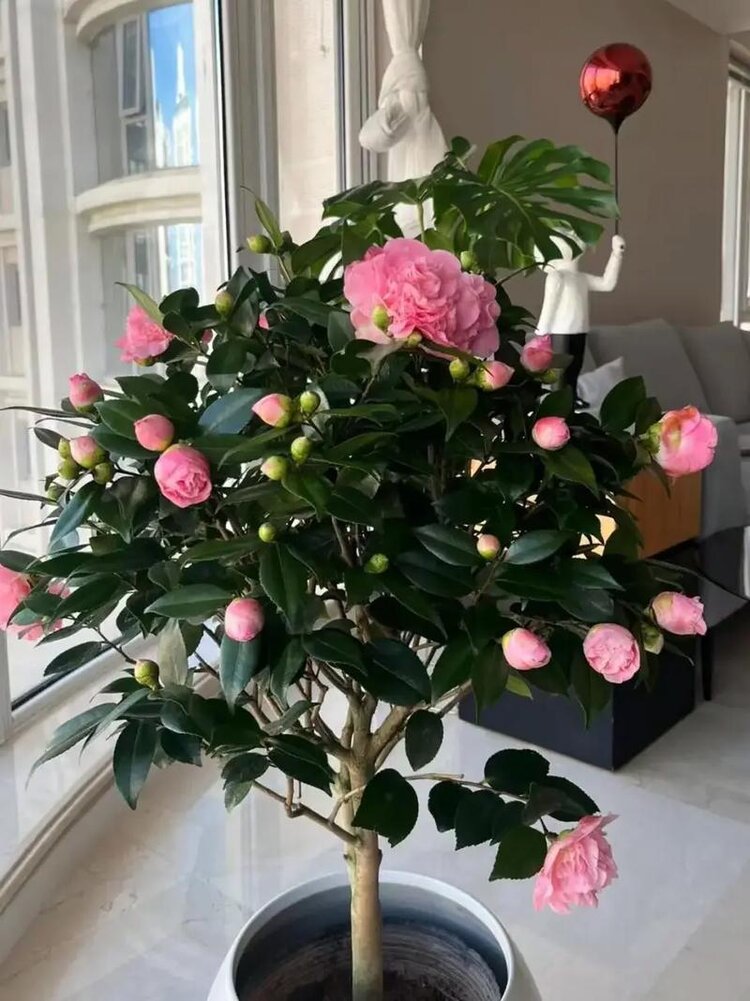 苏莯