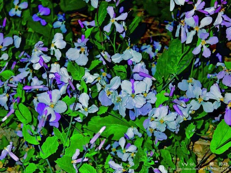 🇨🇳🎖️醉🍒玲玲