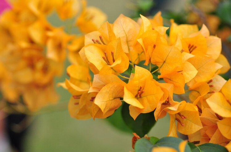 夕阳【吟风诵雅赋诗文】