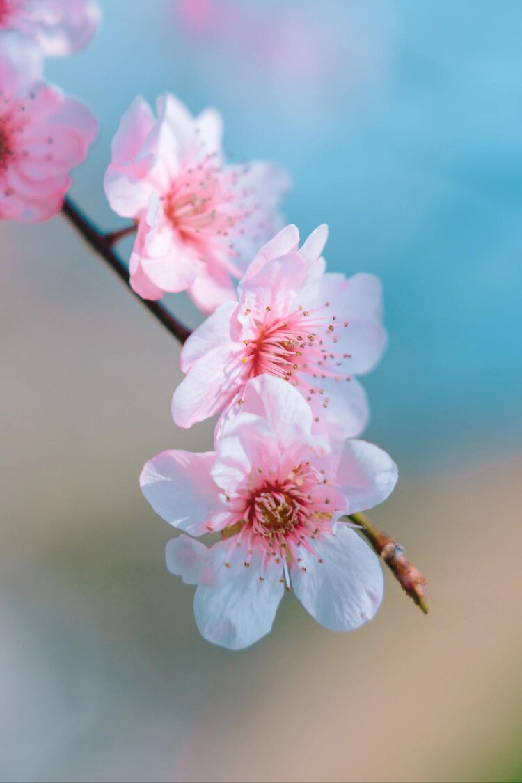 💫压馨韵💫天使