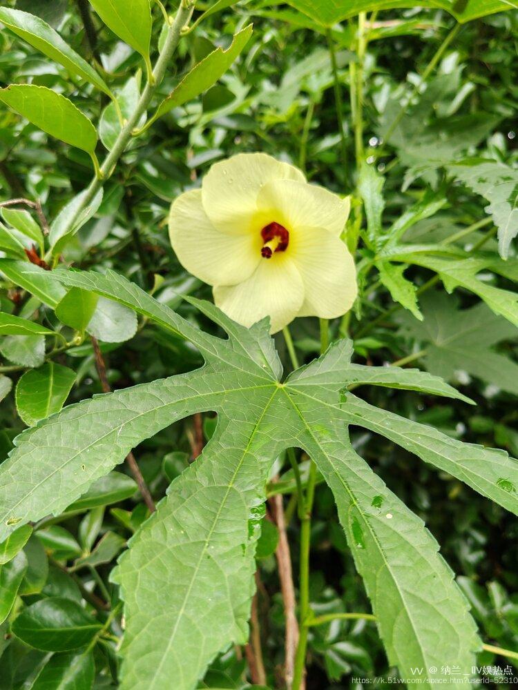 纳兰＿🎤V娱热点