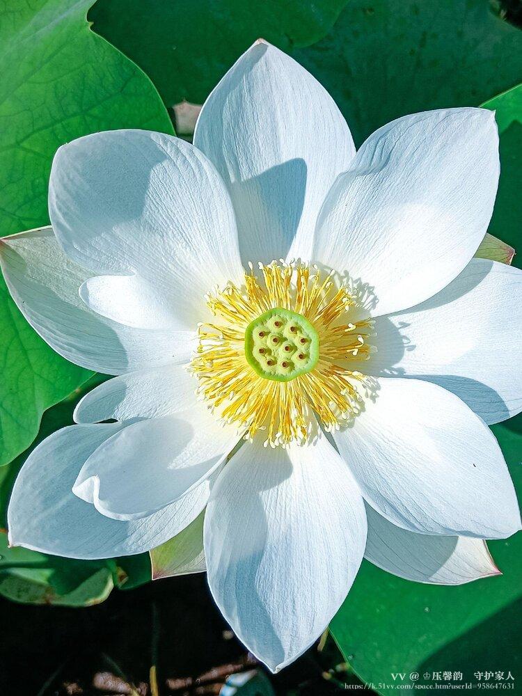 ♔压馨韵💫守护家人