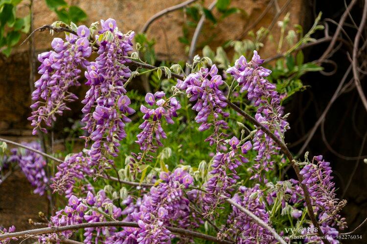 神8🇨🇳🇨🇳🇨🇳